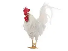 Chicken - Life Cockerel